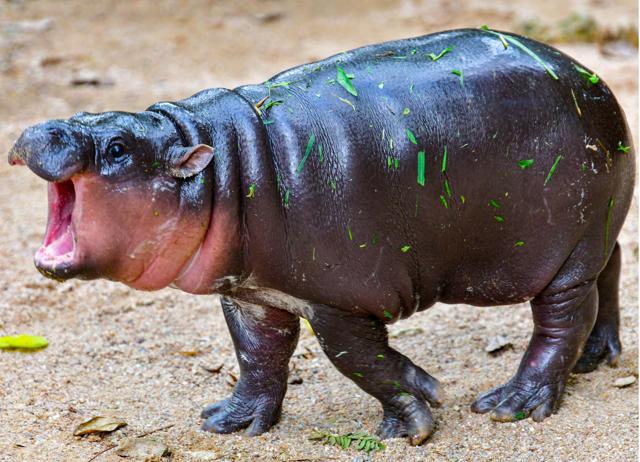 This is possibly the world’s most famous pygmy hippo. She lives in Thailand. This is possibly the world’s most famous pygmy hippo. She lives in Thailand.