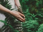 The antioxidant hero your skin needs: Here's why Fernblock is taking over skincare. The antioxidant hero your skin needs: Here's why Fernblock is taking over skincare.