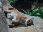 Tragedy at Washington wildlife sanctuary as 20 wildcats die from bird flu outbreak.
