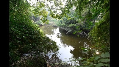 NGT was hearing a petition raising concerns over the proposed felling of trees in the Kukrail reserve forest for the night safari project and shifting of the Lucknow zoo there. The order was passed on December 24. (HT File Photo) NGT was hearing a petition raising concerns over the proposed felling of trees in the Kukrail reserve forest for the night safari project and shifting of the Lucknow zoo there. The order was passed on December 24. (HT File Photo)