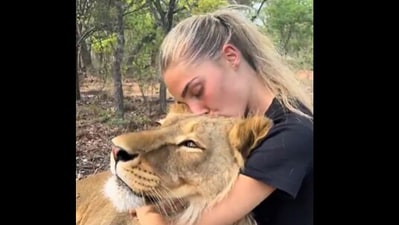 Viral video showed woman hugging a giant lion. (X/@AMAZlNGNATURE) Viral video showed woman hugging a giant lion. (X/@AMAZlNGNATURE)