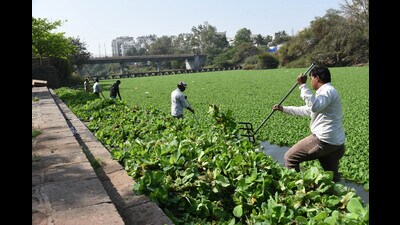 The PMC health department has warned of significant health risks due to mosquito breeding in the Baby Canal area, citing the potential spread of diseases like dengue, malaria, chikungunya, and elephantiasis. (HT PHOTO)