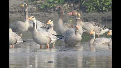 The delayed start of the winter season in the region has resulted in a decline in the number of migratory birds arriving at Harike wetland compared to 2023. (HT Photo) The delayed start of the winter season in the region has resulted in a decline in the number of migratory birds arriving at Harike wetland compared to 2023. (HT Photo)
