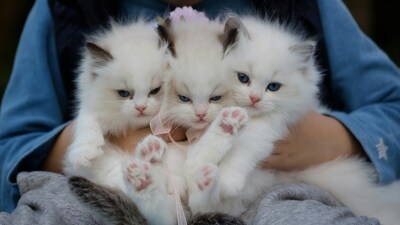 Cats can also get bird flu. Here's how to protect them. Cats can also get bird flu. Here's how to protect them.