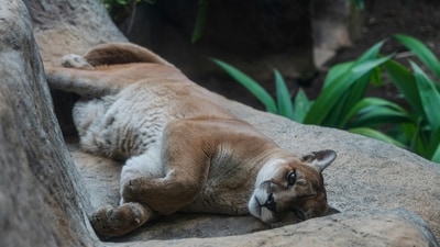 Tragedy at Washington wildlife sanctuary as 20 wildcats die from bird flu outbreak. (Representative Image-Pexel) Tragedy at Washington wildlife sanctuary as 20 wildcats die from bird flu outbreak. (Representative Image-Pexel)
