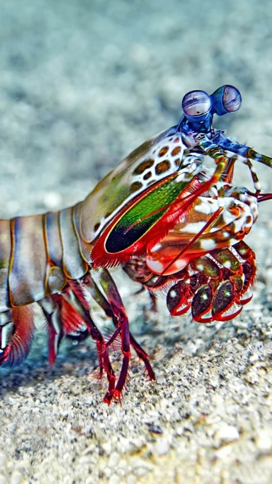 Tiny but mighty: Nature’s 5 smallest predators | Hindustan Times