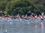 The order has stalled projects around the flamingo bird sanctuaries in Thane and Navi Mumbai. (Pratik Chorge/HT Photo)