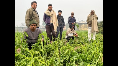 Farmers show crops that have been destroyed due to a hailstorm followed by rain at Pataudi in Gurugram on Saturday. (ANI) Farmers show crops that have been destroyed due to a hailstorm followed by rain at Pataudi in Gurugram on Saturday. (ANI)