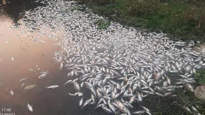 Following report of dead fish found afloat in Mula-Mutha River, MPCB has issued show cause notice to PMC. (HT FILE)