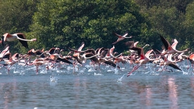 The order has stalled projects around the flamingo bird sanctuaries in Thane and Navi Mumbai. (Pratik Chorge/HT Photo)