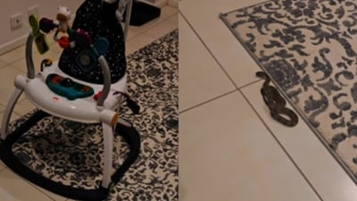 Tiger snake found under baby's bouncer in Melbourne, safely relocated. (Instagram/snakehunteraus)