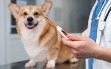 Diabetes in pets affects around 1.5% of dogs and 0.5-1% of cats. (Freepik) Diabetes in pets affects around 1.5% of dogs and 0.5-1% of cats. (Freepik)