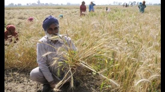 For decades, farming has driven Punjab’s economy and culture. However, the agricultural sector faces a crisis due to issues, such as groundwater depletion, falling crop yields, rising input costs, and climate change. Consequently, the state has embarked on a path of industrialisation and urbanisation to ensure economic growth and modernisation. (Representational image)