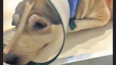 Police detain father-son duo for shooting at a stray dog for barking