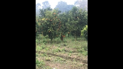 As compared to 24,013 metric tonnes of citrus fruits produced in 2023-24, the state horticulture department expects yield to drop to 20,000 metric tonnes this year. (HT Photo)