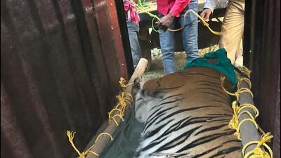 Tigress Zeenat was tranquilised in West Bengal’s Bankura district on Sunday afternoon. Tigress Zeenat was tranquilised in West Bengal’s Bankura district on Sunday afternoon.