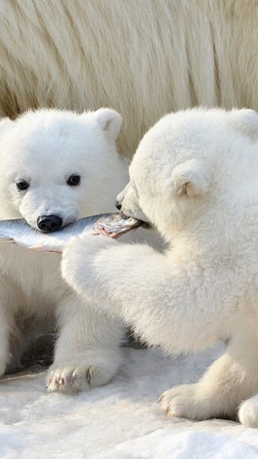 babypolarbearsocute