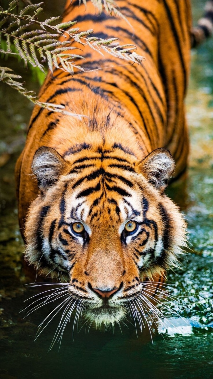 bengaltiger82