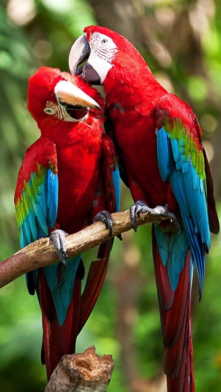 birb73