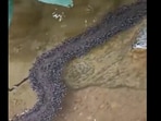 Ants stunned the internet by building a living bridge to cross water