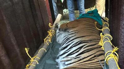 Forest officials carry tigress 'Zeenat' after tranquilising it, in Bankura of West Bengal on Sunday (PTI) Forest officials carry tigress 'Zeenat' after tranquilising it, in Bankura of West Bengal on Sunday (PTI)
