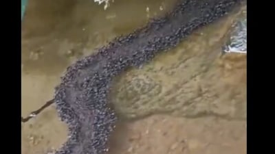Ants stunned the internet by building a living bridge to cross water (X/AMAZlNGNATURE) Ants stunned the internet by building a living bridge to cross water (X/AMAZlNGNATURE)