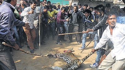 The guidelines say that when an animal has been declared a man-eater, only experienced and senior forest officers should be authorised to kill it. (HT File) The guidelines say that when an animal has been declared a man-eater, only experienced and senior forest officers should be authorised to kill it. (HT File)