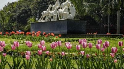 Tulips in bloom at a garden in New Delhi in February 2024. (PTI) Tulips in bloom at a garden in New Delhi in February 2024. (PTI)