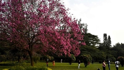 The walkers emphasized that preserving the park's tranquil environment is essential. (Samuel Rajkumar/Hindustan Times) The walkers emphasized that preserving the park's tranquil environment is essential. (Samuel Rajkumar/Hindustan Times)