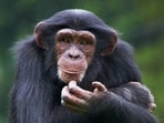 Chimpanzee