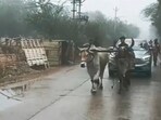 A Rajasthan leader's electric car broke down and was towed by bullocks. A Rajasthan leader's electric car broke down and was towed by bullocks.