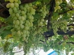 A viral Spanish New Year's Eve tradition is to be blamed for the grape mania.