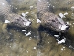 An alligator frozen under a lake’s ice amazed viewers online. An alligator frozen under a lake’s ice amazed viewers online.