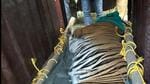The National Tiger Conservation Authority had wrote to the West Bengal forest department seeking an answer on why the tigress was sent to the zoo after the big cat was sedated and captured (PTI)