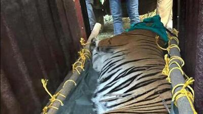 The National Tiger Conservation Authority had wrote to the West Bengal forest department seeking an answer on why the tigress was sent to the zoo after the big cat was sedated and captured (PTI)