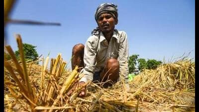The pink stem borer infested the fields where the traditional practice of burning paddy stubble was avoided, the farmers had alleged. (HT File) The pink stem borer infested the fields where the traditional practice of burning paddy stubble was avoided, the farmers had alleged. (HT File)
