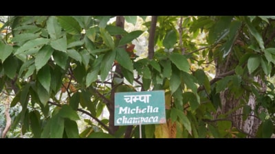 Thirty seven plant species mentioned in the epic have been grown at Haldwani over one acre of land. (Sourced) Thirty seven plant species mentioned in the epic have been grown at Haldwani over one acre of land. (Sourced)