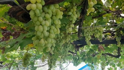 A viral Spanish New Year's Eve tradition is to be blamed for the grape mania. (Representational) A viral Spanish New Year's Eve tradition is to be blamed for the grape mania. (Representational)