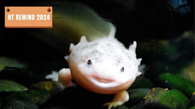 Exotic pets are on the rise. (Pexels) Exotic pets are on the rise. (Pexels)