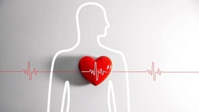 The study observed whether heart muscles can regenerate. (Shutterstock) The study observed whether heart muscles can regenerate. (Shutterstock)