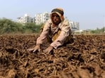 A farmer dries tobacco leaves at a farm on the outskirts of Sanand, near Ahmedabad