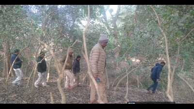 Forest officers during the rescue op for elusive tiger (HT ) Forest officers during the rescue op for elusive tiger (HT )