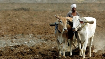 Centre's package was over and above the nutrient-based subsidy (NBS) fixed by the government on non-urea nutrients. (HT File)