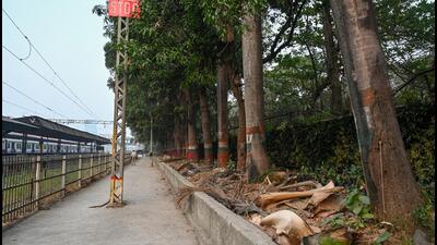 Mumbai, India. Jan 01, 2025: BMC plans to cut down 78 trees outside Parel Railway station to construct the Central Railway's 5th and 6th lines. Mumbai, India. Jan 01, 2025. (Photo by Raju Shinde/HT Photo) (Hindustan Times) Mumbai, India. Jan 01, 2025: BMC plans to cut down 78 trees outside Parel Railway station to construct the Central Railway's 5th and 6th lines. Mumbai, India. Jan 01, 2025. (Photo by Raju Shinde/HT Photo) (Hindustan Times)