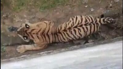 The woman was at her agricultural farm in Mahukheda village when the tiger attacked her (HT photo) The woman was at her agricultural farm in Mahukheda village when the tiger attacked her (HT photo)