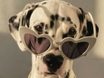 dalmatian93