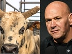 Dana White's prized bull Twisted Steel has died Dana White's prized bull Twisted Steel has died