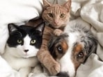 pets019238