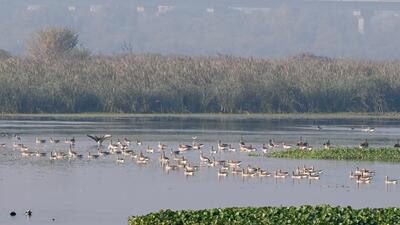 Migratory birds spotted at the Okhla Bird Sanctuary in December 2024. (Sunil Ghosh/HT Photo) Migratory birds spotted at the Okhla Bird Sanctuary in December 2024. (Sunil Ghosh/HT Photo)