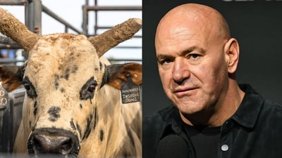 Dana White's prized bull Twisted Steel has died Dana White's prized bull Twisted Steel has died